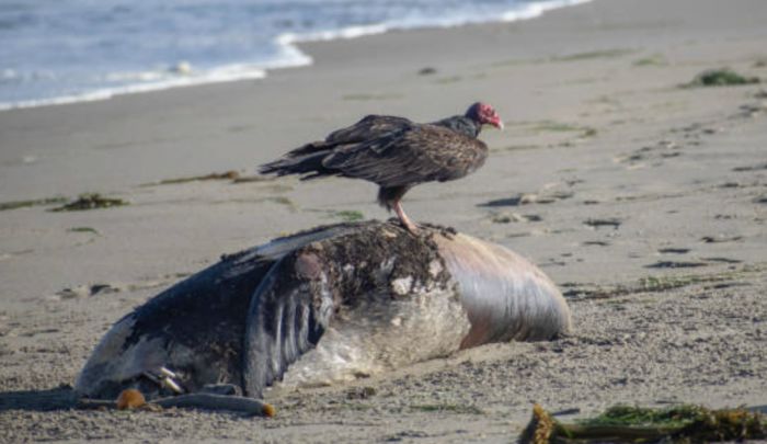 Выводы комиссии по причинам гибели тюленей на Каспии озвучили в Минэкологии