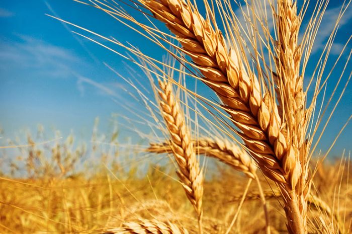 Экспортная пошлина на пшеницу из РФ повышена на 7,7 %
