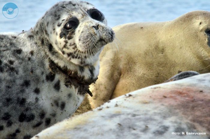  Каспийским тюленям нужен природный резерват 