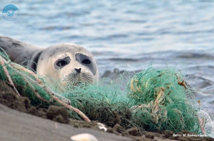 «Там не только экология, просто тюлени попадают в браконьерские сети» 