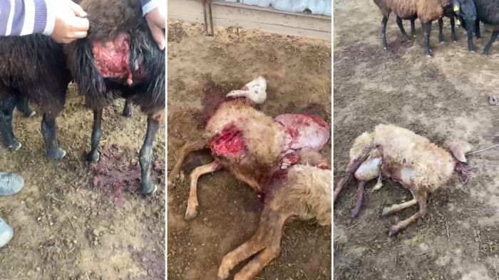 В Индерском районе загрызли десятки овец и коз
