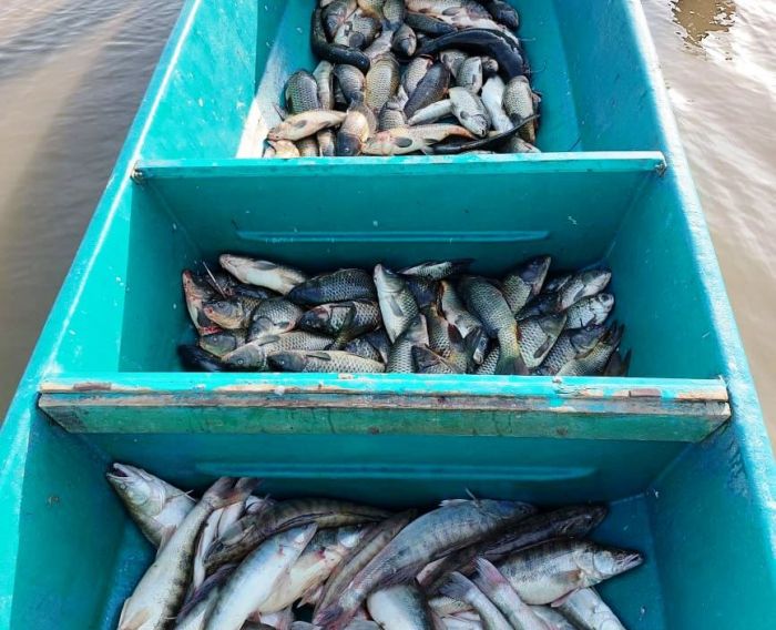 В Курмангазинском районе изъято около 2 тонн незаконно добытой рыбы