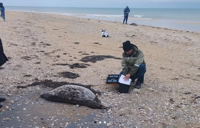 Более 100 мёртвых тюленей обнаружено на побережье Каспия 