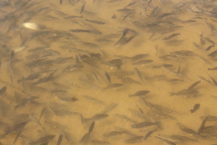 ​В Курмангазинском районе реализуются три «рыбных» проекта на 4 млрд тенге