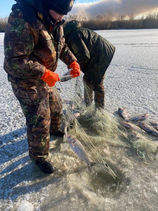 ​Конфискованную рыбу продали через кооперативы