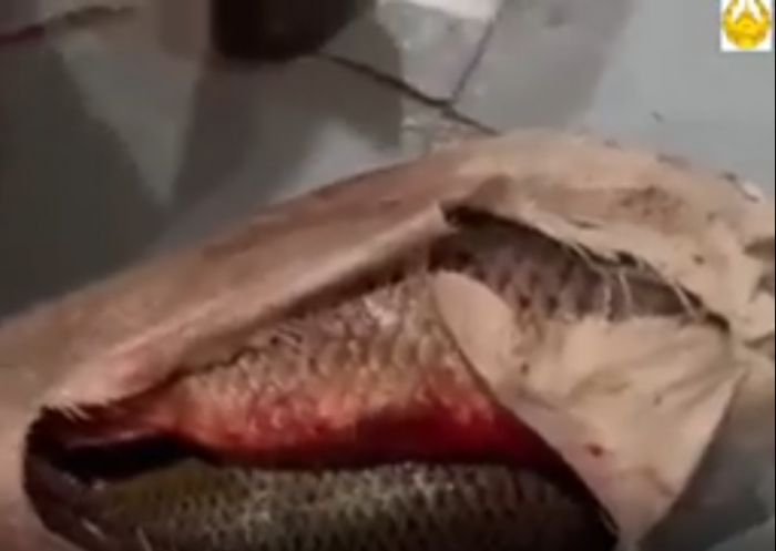 «Лада» была под завязку забита рыбой