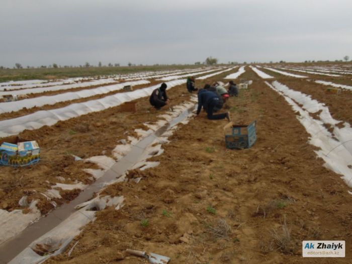 ​Квота на узбекистанцев для работы в полях увеличена, но этого всё равно может не хватить