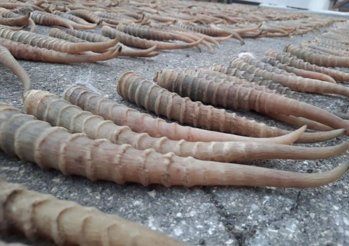 Это ж сколько сайгаков они уничтожили ради рогов 