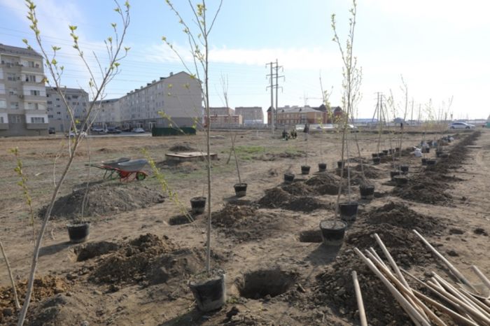 В Атырауской области в этом году будет высажено почти полтора миллиона деревьев