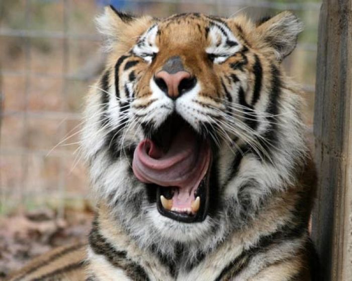 В Алматинской области из особняка сбежал тигр