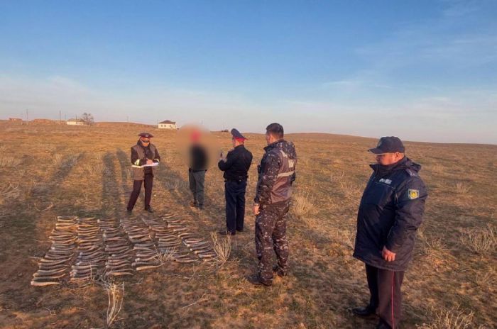 137 рогов сайги изъято полицейскими Атырауской области