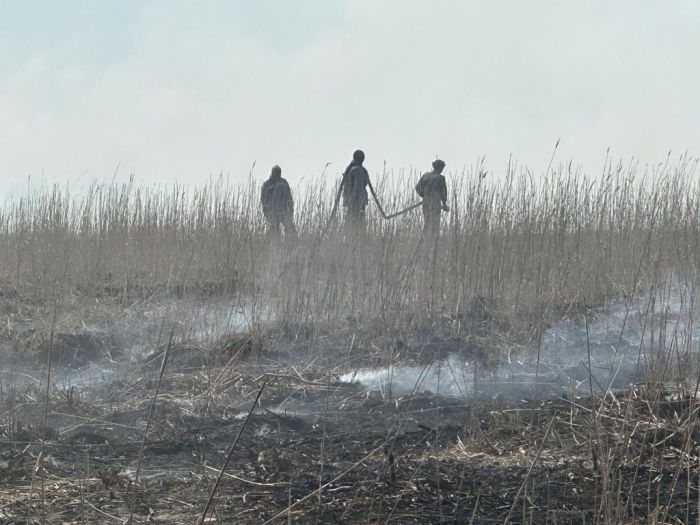 Пожар в камышах наконец потушен