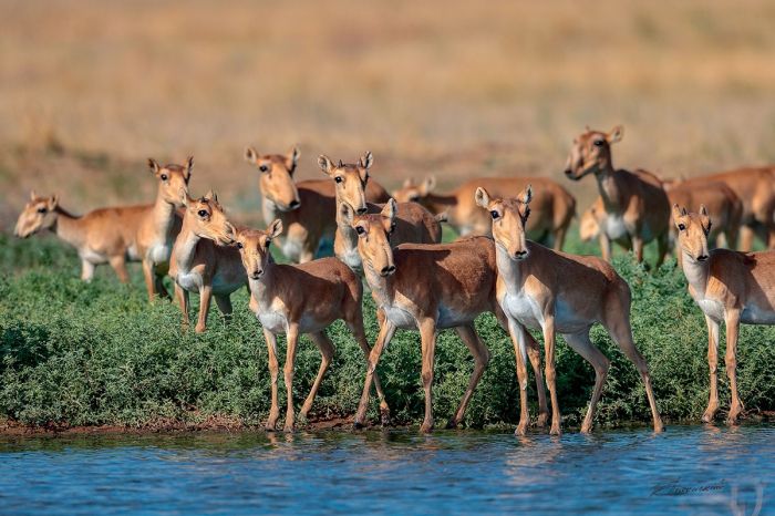 В регионе пройдёт республиканская природоохранная акция «Сайгак-2023»