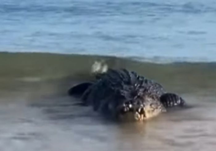 Не было «каспийского крокодила» – на самом деле он австралийский