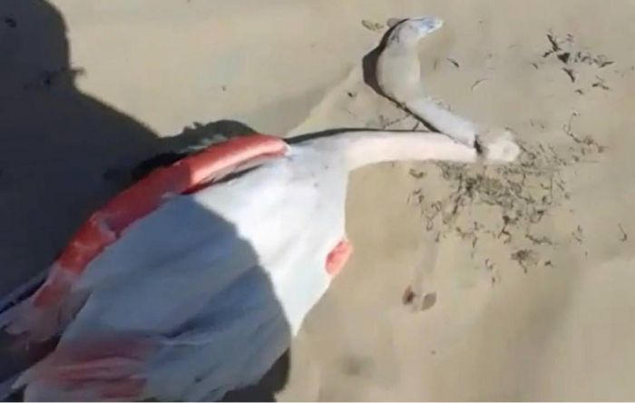 Предварительную причину гибели фламинго назвали в Мангистау