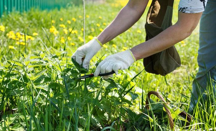 Пользователи диких растений будут платить налог