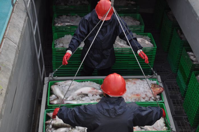 С начала года ТОО «Имени Амангельды» произвело 330 тонн рыбной продукции