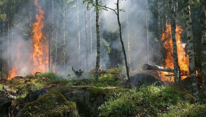 Жители трёх населенных пунктов покинули свои дома из-за крупного лесного пожара в Абае