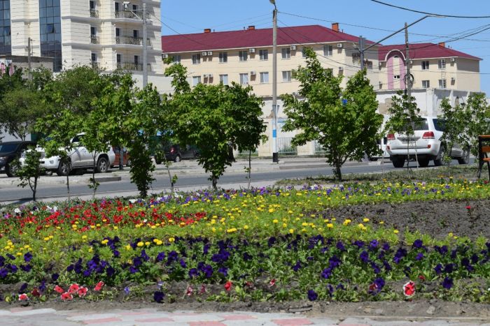 Озеленение: акимат похвалил НКОК и поторопил ТШО