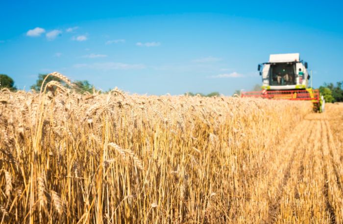 В Казахстане запретили импорт пшеницы на фоне резкого взлёта его объёмов