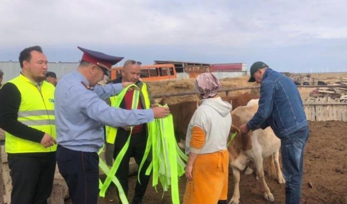 На домашний скот в крестьянских хозяйствах повязывают светоотражающие ленты