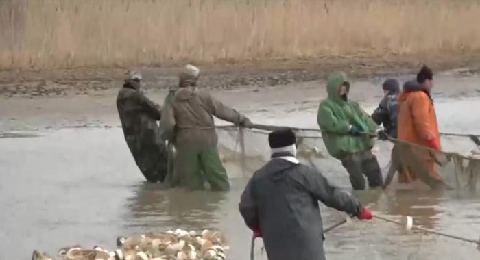 Лимит по вылову рыбы не могут освоить в Атырауской области 