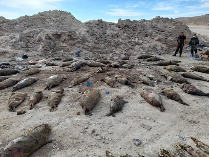 Мёртвых тюленей и осетровых снова выбросило на берег Каспия