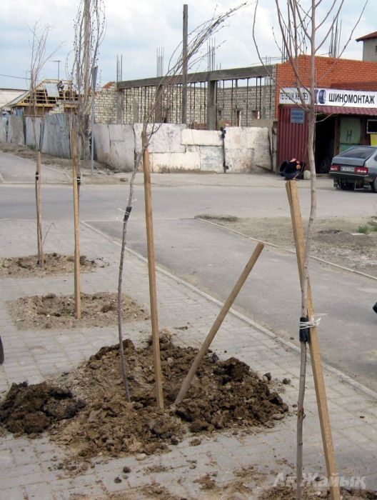 От стыда можно позеленеть