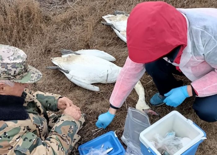 30 мёртвых лебедей-шипунов обнаружили у берегов Караколя