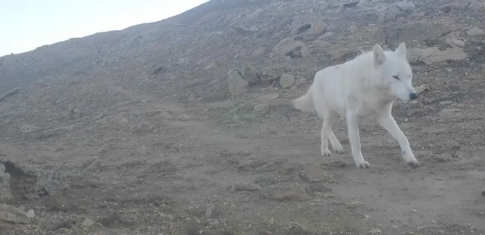 Белый волк попал в объектив фотоловушки в Мангистау