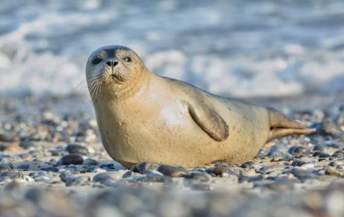 На Каспии может возникнуть риск повышенной смертности новорождённых тюленей