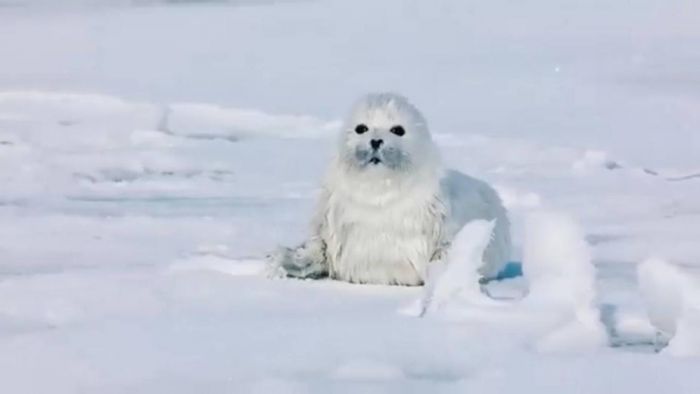Минэкологии провело мониторинг каспийского тюленя