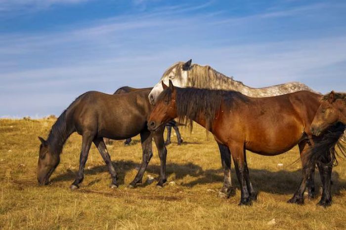 Лошади гибнут от инфекции в Карагандинской области