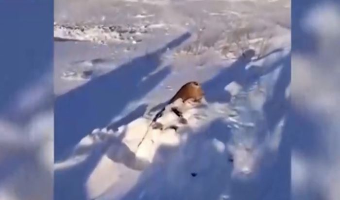 Табун лошадей замёрз в Актюбинской области