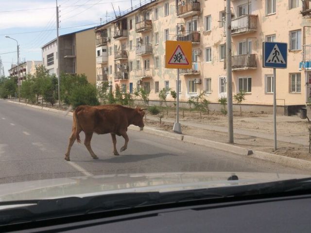 Умная корова