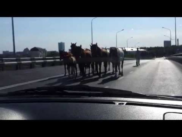 Лошади по мосту