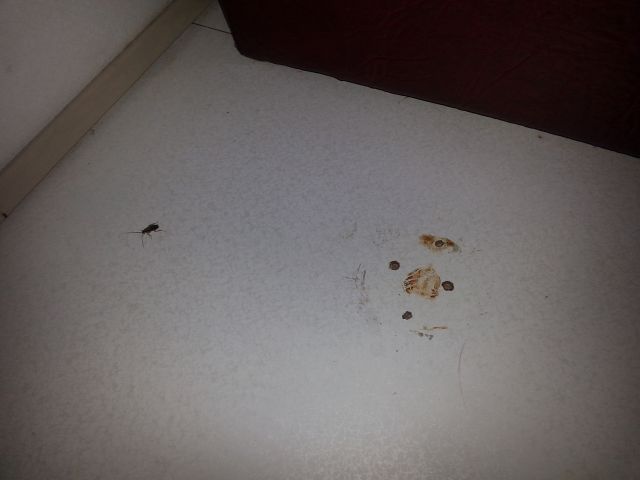 Тараканы в поезде
